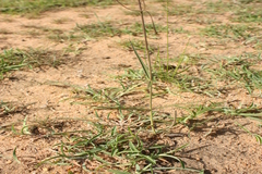 Brachystelma ciliatum